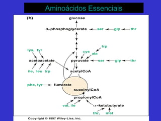 Aminoácidos EssenciaisAminoácidos Essenciais
 