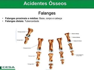 Falanges Netter Aula 02 radiologia - anatomia do esqueleto apendicular - carpo | PDF