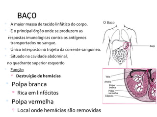 BAÇO
 A maior massa de tecido linfático do corpo.
 É o principal órgão onde se produzem as
respostas imunológicas contra os antígenos
transportados no sangue.
 Único interposto no trajeto da corrente sanguínea.
 Situado na cavidade abdominal,
no quadrante superior esquerdo
 Função
 Destruição de hemácias
 Polpa branca
 Rica em linfócitos
 Polpa vermelha
 Local onde hemácias são removidas
 