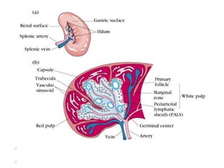 BAÇO
 Linfócitos T em bainha periarteriolar
 Linfócitos B em folículos linfóides
 