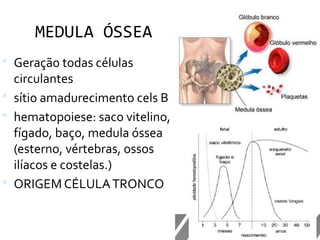 MEDULA ÓSSEA
 Geração todas células
circulantes
 sítio amadurecimento cels B
 hematopoiese: saco vitelino,
fígado, baço, medula óssea
(esterno, vértebras, ossos
ilíacos e costelas.)
 ORIGEM CÉLULATRONCO
 