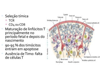  Seleção tímica
 TCR
 CD4 ou CD8
 Maturação de linfócitosT
principalmente no
período fetal e depois do
nascimento
 90-95 % dos timócitos
entram em apoptose
 Ausência deTimo: falta
de célulasT
 
