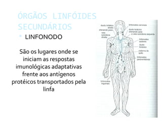 ÓRGÃOS LINFÓIDES
SECUNDÁRIOS
 LINFONODO
São os lugares onde se
iniciam as respostas
imunológicas adaptativas
frente aos antígenos
protéicos transportados pela
linfa
 