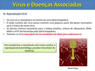 Vírus e Doenças Associadas
Vírus e Doenças Associadas
5) Reprodução Viral
o Os vírus só se reproduzem no interior de uma célula hospedeira.
o O ácido nucléico dos vírus possui somente uma pequena parte dos genes necessários
para a síntese de novos vírus.
o As demais enzimas necessárias para a síntese protéica, síntese de ribossomos, RNAt,
RNAm e ATP são fornecidas pela célula hospedeira.
o Portanto, os vírus necessitam da via metabólica da célula para replicarem-se.
Para estudarmos a reprodução viral vamos analisar a
reprodução do bacteriófago, parasita intracelular de
bactérias.
Bacteriófago
 