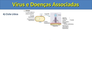 6) Ciclo Lítico
Vírus e Doenças Associadas
Vírus e Doenças Associadas
 