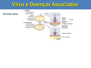 Vírus e Doenças Associadas
Vírus e Doenças Associadas
6) Ciclo Lítico
 