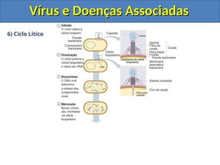 Vírus e Doenças Associadas
Vírus e Doenças Associadas
6) Ciclo Lítico
 