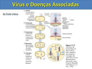 Vírus e Doenças Associadas
Vírus e Doenças Associadas
6) Ciclo Lítico
 