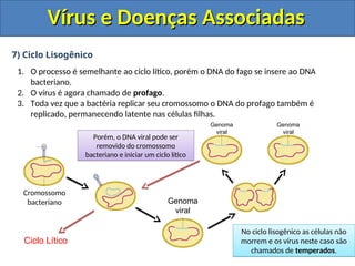 Vírus e Doenças Associadas
Vírus e Doenças Associadas
7) Ciclo Lisogênico
1. O processo é semelhante ao ciclo lítico, porém o DNA do fago se insere ao DNA
bacteriano.
2. O vírus é agora chamado de profago.
3. Toda vez que a bactéria replicar seu cromossomo o DNA do profago também é
replicado, permanecendo latente nas células filhas.
Cromossomo
bacteriano Genoma
viral
Porém, o DNA viral pode ser
removido do cromossomo
bacteriano e iniciar um ciclo lítico
Genoma
viral
Genoma
viral
Ciclo Lítico
No ciclo lisogênico as células não
morrem e os vírus neste caso são
chamados de temperados.
 