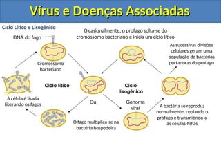DNA do fago
Cromossomo
bacteriano
Ciclo lítico Ciclo
lisogênico
O fago multiplica-se na
bactéria hospedeira
O casionalmente, o profago solta-se do
cromossomo bacteriano e inicia um ciclo lítico
A célula é lisada
liberando os fagos A bactéria se reproduz
normalmente, copiando o
profago e transmitindo-o
às células-filhas
Ou
As sucessivas divisões
celulares geram uma
população de bactérias
portadoras do profago
Genoma
viral
Vírus e Doenças Associadas
Vírus e Doenças Associadas
Ciclo Lítico e Lisogênico
 