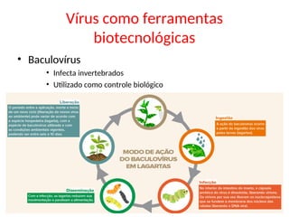 Vírus como ferramentas
biotecnológicas
• Baculovírus
• Infecta invertebrados
• Utilizado como controle biológico
 