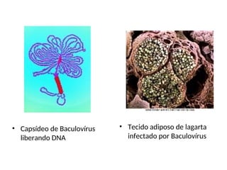 • Tecido adiposo de lagarta
infectado por Baculovírus
• Capsídeo de Baculovírus
liberando DNA
 