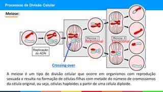 Processos de Divisão Celular
A meiose é um tipo de divisão celular que ocorre em organismos com reprodução
sexuada e resulta na formação de células-filhas com metade do número de cromossomos
da célula original, ou seja, células haploides a partir de uma célula diploide.
Meiose:
Reducional Equacional
Crossing-over
 