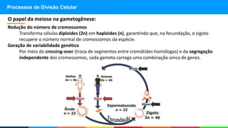 Redução do número de cromossomos
Transforma células diploides (2n) em haploides (n), garantindo que, na fecundação, o zigoto
recupere o número normal de cromossomos da espécie.
Geração de variabilidade genética
Por meio do crossing-over (troca de segmentos entre cromátides homólogas) e da segregação
independente dos cromossomos, cada gameta carrega uma combinação única de genes.
O papel da meiose na gametogênese:
Processos de Divisão Celular
 