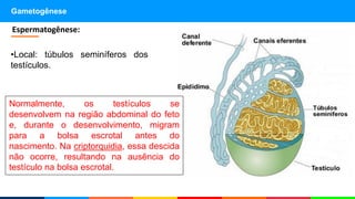 Gametogênese
•Local: túbulos seminíferos dos
testículos.
Espermatogênese:
Normalmente, os testículos se
desenvolvem na região abdominal do feto
e, durante o desenvolvimento, migram
para a bolsa escrotal antes do
nascimento. Na criptorquidia, essa descida
não ocorre, resultando na ausência do
testículo na bolsa escrotal.
 