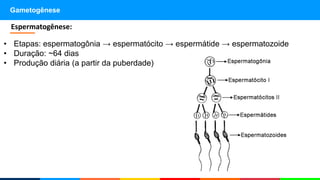 Gametogênese
Espermatogênese:
• Etapas: espermatogônia → espermatócito → espermátide → espermatozoide
• Duração: ~64 dias
• Produção diária (a partir da puberdade)
 
