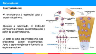 Gametogênese
•Durante a puberdade, os testículos
começam a produzir espermatozoides a
partir de espermatogônia.
Espermatogênese:
•A testosterona é essencial para a
espermatogênese.
•A partir de uma espermatogônia, são
produzidos quatro espermátides.
Após a espermiogênese é formado os
espermatozoides.
 