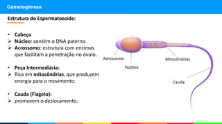 • Cabeça
 Núcleo: contém o DNA paterno.
 Acrossomo: estrutura com enzimas
que facilitam a penetração no óvulo.
• Peça Intermediária:
 Rica em mitocôndrias, que produzem
energia para o movimento.
• Cauda (Flagelo):
 promovem o deslocamento.
Estrutura do Espermatozoide:
Gametogênese
 