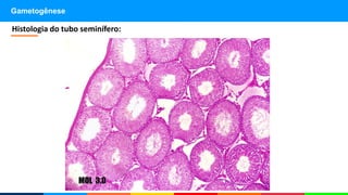 Gametogênese
Histologia do tubo seminífero:
 