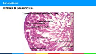 Gametogênese
Histologia do tubo seminífero:
 
