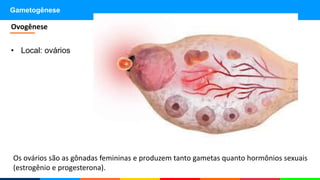 Gametogênese
• Local: ovários
Ovogênese
Os ovários são as gônadas femininas e produzem tanto gametas quanto hormônios sexuais
(estrogênio e progesterona).
 