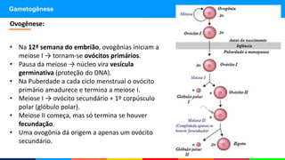 Gametogênese
• Na 12ª semana do embrião, ovogônias iniciam a
meiose I → tornam-se ovócitos primários.
• Pausa da meiose → núcleo vira vesícula
germinativa (proteção do DNA).
• Na Puberdade a cada ciclo menstrual o ovócito
primário amadurece e termina a meiose I.
• Meiose I → ovócito secundário + 1º corpúsculo
polar (glóbulo polar).
• Meiose II começa, mas só termina se houver
fecundação.
• Uma ovogônia dá origem a apenas um ovócito
secundário.
Ovogênese:
 