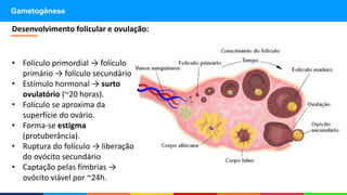 Gametogênese
Desenvolvimento folicular e ovulação:
• Folículo primordial → folículo
primário → folículo secundário
• Estímulo hormonal → surto
ovulatório (~20 horas).
• Folículo se aproxima da
superfície do ovário.
• Forma-se estigma
(protuberância).
• Ruptura do folículo → liberação
do ovócito secundário
• Captação pelas fímbrias →
ovócito viável por ~24h.
 