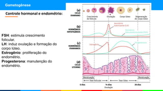 Gametogênese
Controle hormonal e endométrio:
FSH: estimula crescimento
folicular.
LH: induz ovulação e formação do
corpo lúteo.
Estrogênio: proliferação do
endométrio.
Progesterona: manutenção do
endométrio.
 