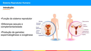 Sistema Reprodutor Humano
•Função do sistema reprodutor
•Diferenças sexuais e
complementariedade
•Produção de gametas:
espermatogênese e ovogênese
Introdução:
 