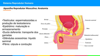 Sistema Reprodutor Humano
•Testículos: espermatozoides e
produção de testosterona
•Epidídimo: maturação e
armazenamento
•Ducto deferente: transporte dos
gametas
•Glândulas acessórias: líquido
seminal
•Pênis: cópula e condução
Aparelho Reprodutor Masculino: Anatomia
 