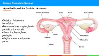 Sistema Reprodutor Humano
•Ovários: folículos e
hormônios
•Tubas uterinas: captação do
gameta e transporte
•Útero: implantação e
gestação
•Vagina e vulva: cópula e
parto
Aparelho Reprodutor Feminino: Anatomia
 