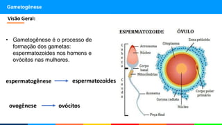 Gametogênese
• Gametogênese é o processo de
formação dos gametas:
espermatozoides nos homens e
ovócitos nas mulheres.
Visão Geral:
espermatogênese
ovogênese
espermatozoides
ovócitos
 