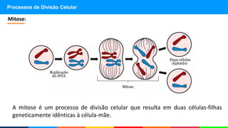 Processos de Divisão Celular
A mitose é um processo de divisão celular que resulta em duas células-filhas
geneticamente idênticas à célula-mãe.
Mitose:
 