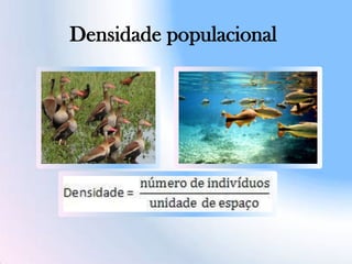 Densidade populacional
 