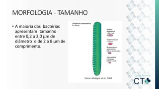 MORFOLOGIA - TAMANHO
• A maioria das bactérias
apresentam tamanho
entre 0,2 a 2,0 μm de
diâmetro e de 2 a 8 μm de
comprimento.
 