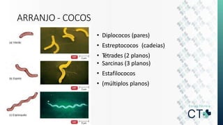 ARRANJO - COCOS
• Diplococos (pares)
• Estreptococos (cadeias)
• Tétrades (2 planos)
• Sarcinas (3 planos)
• Estafilococos
• (múltiplos planos)
 