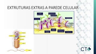 EXTRUTURAS EXTRAS A PAREDE CELULAR
 