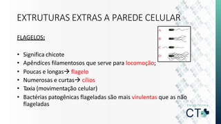 EXTRUTURAS EXTRAS A PAREDE CELULAR
FLAGELOS:
• Significa chicote
• Apêndices filamentosos que serve para locomoção;
• Poucas e longas flagelo
• Numerosas e curtas cílios
• Taxia (movimentação celular)
• Bactérias patogênicas flageladas são mais virulentas que as não
flageladas
 