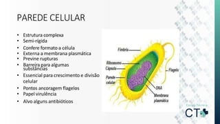 PAREDE CELULAR
• Estrutura complexa
• Semi-rígida
• Confere formato a célula
• Externa a membrana plasmática
• Previne rupturas
• Barreira para algumas
substâncias
• Essencial para crescimento e divisão
celular
• Pontos ancoragem flagelos
• Papel virulência
• Alvo alguns antibióticos
 