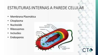 ESTRUTURAS INTERNAS A PAREDE CELULAR
• Membrana Plasmática
• Citoplasma
• Nucleoide
• Ribossomos
• Inclusões
• Endosporos
 