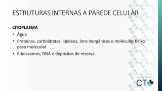 ESTRUTURAS INTERNAS A PAREDE CELULAR
CITOPLASMA
• Água
• Proteínas, carboidratos, lipídeos, íons inorgânicos e moléculas baixo
peso molecular
• Ribossomos, DNA e depósitos de reserva.
 