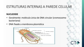 ESTRUTURAS INTERNAS A PAREDE CELULAR
NUCLEOIDE
• Geralmente: molécula única de DNA circular (cromossomo
bacteriano)
• DNA fixado a membrana plasmática
 