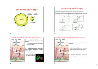 11
Sais Biliares: Emulsificação
Lipídeo
Porção
Hidrofóbica
Porção
Hidrofílica
Ácido Biliar
Sais Biliares: Emulsificação
Ácido glicólico Ácido cólico
Ácido desoxicólico Ácido taurocólico
Compostos lipídicos presentes na bile, derivados do colesterol.
Compostos anfipáticos, com grandes extremidades apolares e polares.
Digestão e Absorção de Lipídeos: Triacilgliceróis (TAGs)
1) Emulsificação de lipídeos com sais
biliares.
2) Clivagem enzimática dos TAGs
com Lipase pancreática (lúmen
intestinal).
* emulsificação permite acesso das
lipases aos TAGs.
lipase pancreática
TAG – Triacilglicerol
MAG – Monoacilglicerol
AGL – Ácido Graxo Livre
Gordura da
dieta
Sais Biliares
Emulsão dos Triacilglicerol
Lipase Pancreatica
2 Ác.
Graxos
Monoacil
glicerol Intestino
2 Ác.
Graxos
2CoA
Monoacil
glicerol
2 Ác Acil-CoA
Triacilglicerol
Quilomicrons
Proteínas
Quilomicrons Ducto
linfático
Células da
parede do
intestino
3) Difusão do MAG e AGL pela mucosa
intestinal.
4) Conversão de AGL em acil-coenzima
A (Acil-CoA) pela Acil-CoA Sintetase.
5) Ressíntese de TGAs no citoplasma
celular à partir de 2-MAG e Acil-CoA.
Digestão e Absorção de Lipídeos: Triacilgliceróis (TAGs)
Gordura da
dieta
Sais Biliares
Emulsão dos Triacilglicerol
Lipase Pancreatica
2 Ác.
Graxos
Monoacil
glicerol Intestino
2 Ác.
Graxos
2CoA
Monoacil
glicerol
2 Ác Acil-CoA
Células da
parede do
intestino
Triacilglicerol
Quilomicrons
Proteínas
Quilomicrons Ducto
linfático
41 42
43 44
 