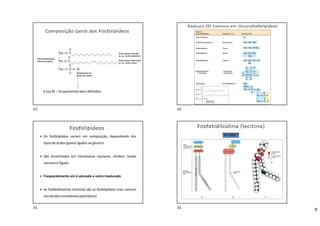 9
Composição Geral dos Fosfolipídeos
X (ou R) – Grupamentos bem definidos.
Radicais (R) Comuns em Glicerofosfolipídeos
 Os fosfolipídeos variam em composição, dependendo dos
tipos de ácidos graxos ligados ao glicerol.
 São encontrados em membranas celulares, cérebro, tecido
nervoso e fígado.
 Frequentemente um é saturado e outro insaturado.
 As fosfatidilcolinas (lecitina) são os fosfolipídeos mais comuns
nos tecidos (membrana plasmática).
Fosfolipídeos Fosfatidilcolina (lecitina)
R = colina
33 34
35 36
 