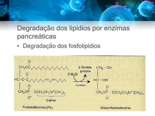 Degradação dos lipídios por enzimas
pancreáticas
• Degradação dos fosfolipídios
 