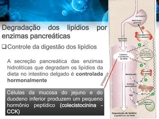 Degradação dos lipídios por
enzimas pancreáticas
Controle da digestão dos lipídios
A secreção pancreática das enzimas
hidrolitícas que degradam os lipídios da
dieta no intestino delgado é controlada
hormonalmente
Células da mucosa do jejuno e do
duodeno inferior produzem um pequeno
hormônio peptídico (colecistocinina –
CCK)
 