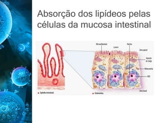 Absorção dos lipídeos pelas
células da mucosa intestinal
 