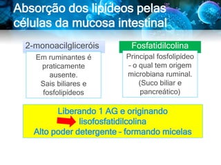 Absorção dos lipídeos pelas
células da mucosa intestinal
2-monoacilgliceróis
Em ruminantes é
praticamente
ausente.
Sais biliares e
fosfolipídeos
Na luz intestinal as fosfolipases de origem
pancreática hidrolisam a ligação éster no C2
da glicerol da Fosfatidilcolina
Liberando 1 AG e originando
lisofosfatidilcolina
Alto poder detergente – formando micelas
Fosfatidilcolina
Principal fosfolipídeo
– o qual tem origem
microbiana ruminal.
(Suco biliar e
pancreático)
 