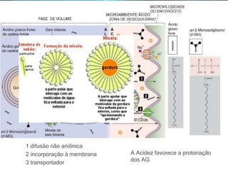 1 difusão não aniônica
2 incorporação à membrana
3 transportador
A Acidez favorece a protonação
dos AG
 