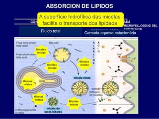 Micelas
mistas
Micelas
mistas
Micelas
mistas
Micelas
mistas
Micelas
mistas
Micelas
mistas
Camada aquosa estacionáriaFluido total
A superfície hidrofílica das micelas
facilita o transporte dos lipídeos
 